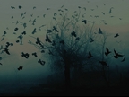 BLACK TEMPEST RISING